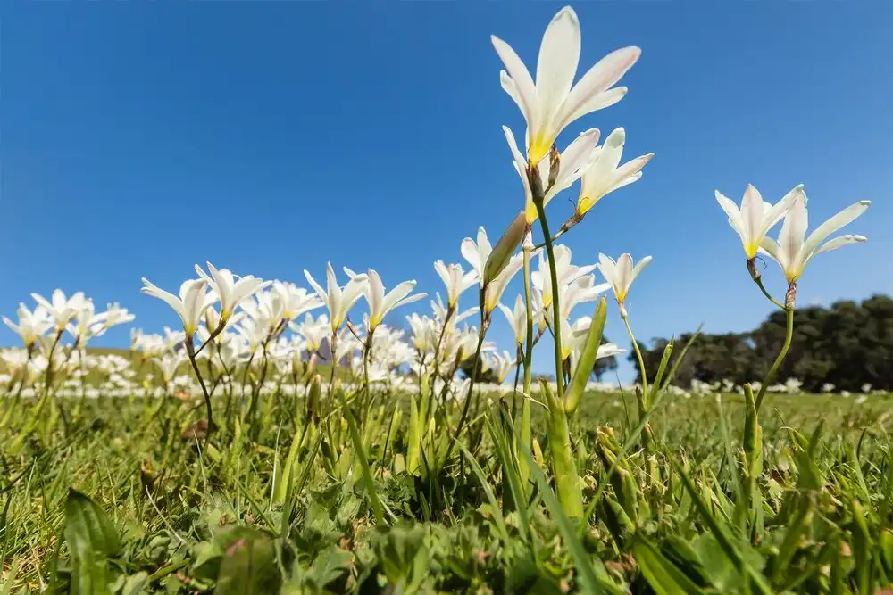 Hoa Freesia Có Mùi Hương Gì?