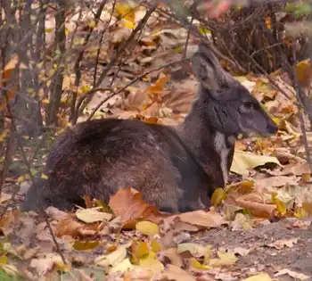 Moschus moschiferus, hươu xạ Siberia