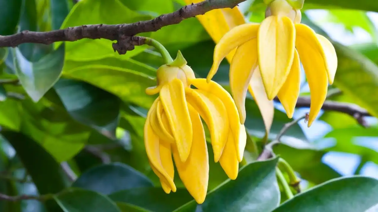 Hoa Ylang Ylang là gì?
