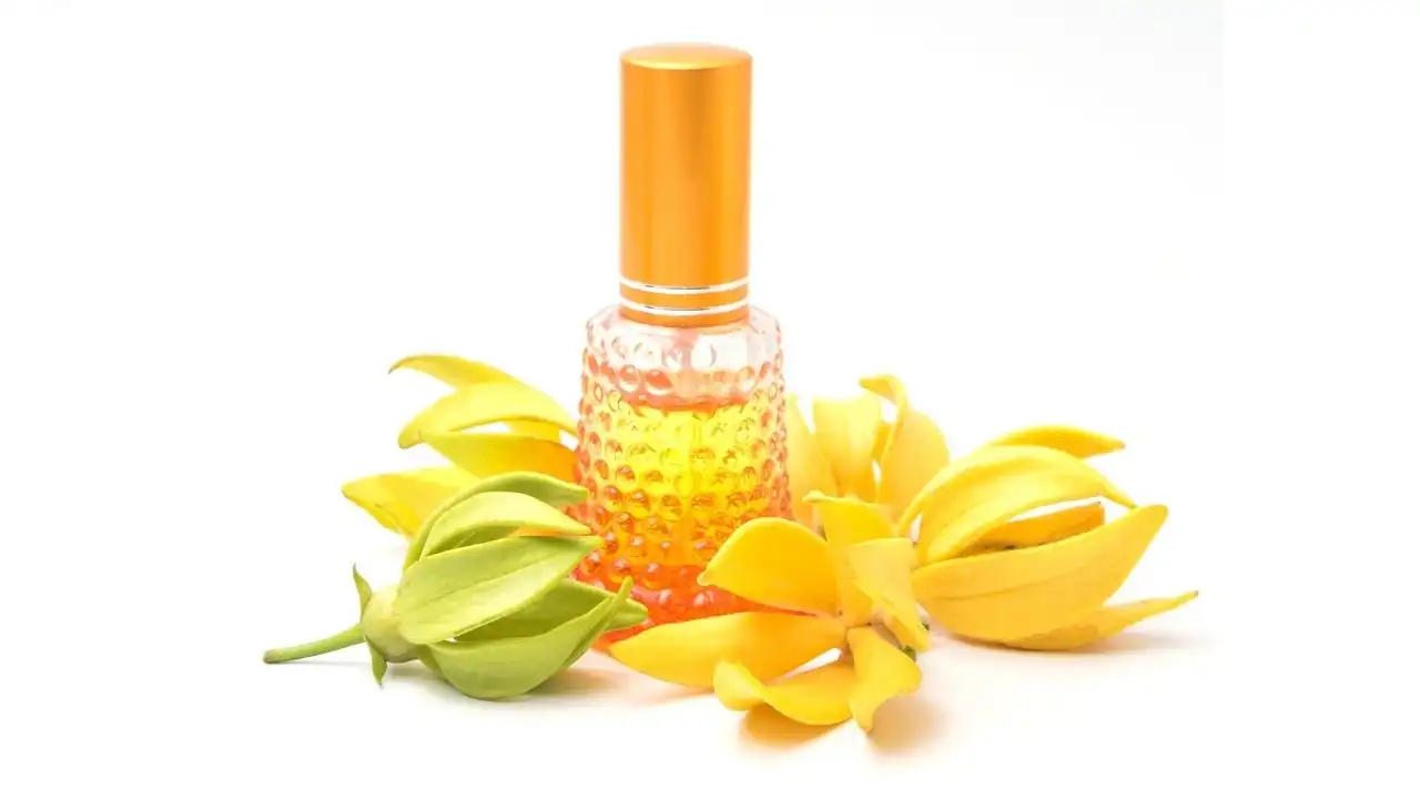 Ylang Ylang có mùi như thế nào?
