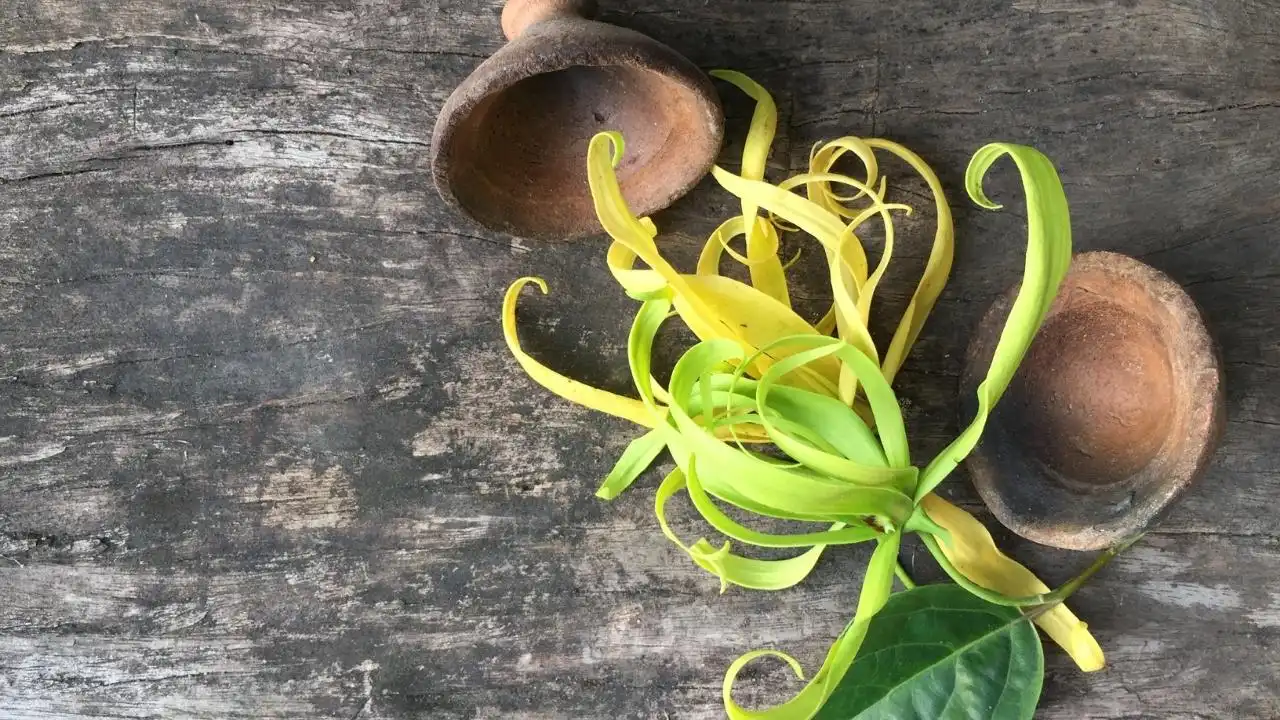 Hoa Ylang Ylang Có Mùi Như Thế Nào?