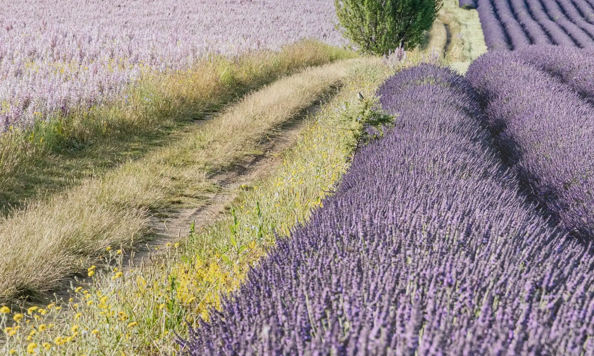 Oải Hương (Lavender) Có Mùi Hương Như Thế Nào?