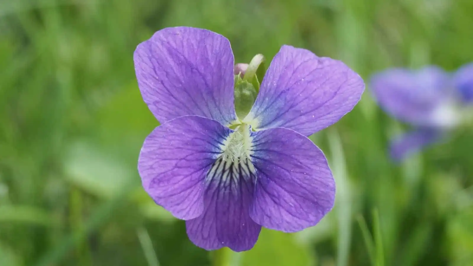 Hoa Violet Có Mùi Hương Như Thế Nào?