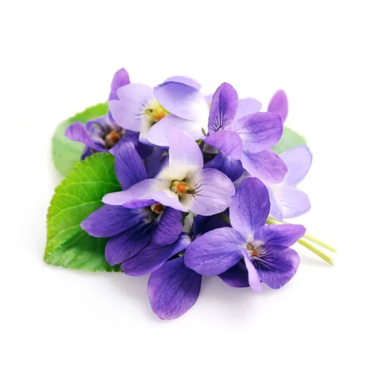 Trồng hoa violet