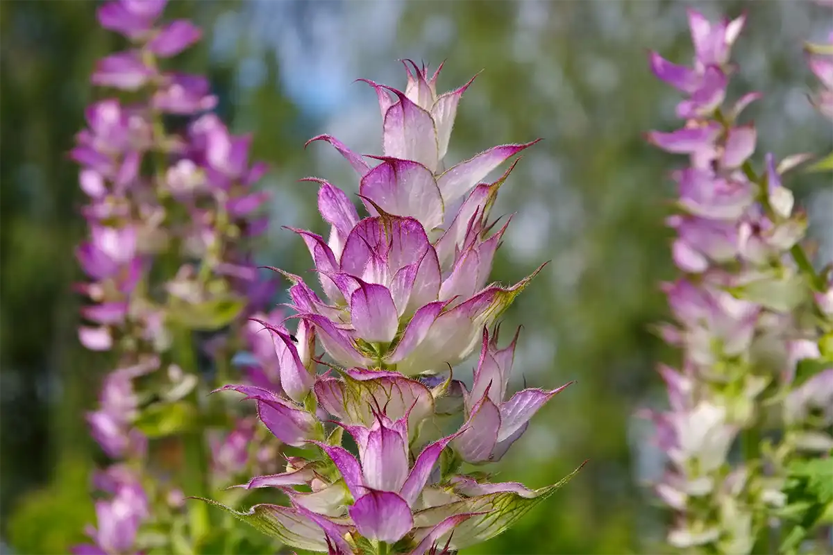 Clary Sage (Xô Thơm) Có Mùi Hương Như Thế Nào?