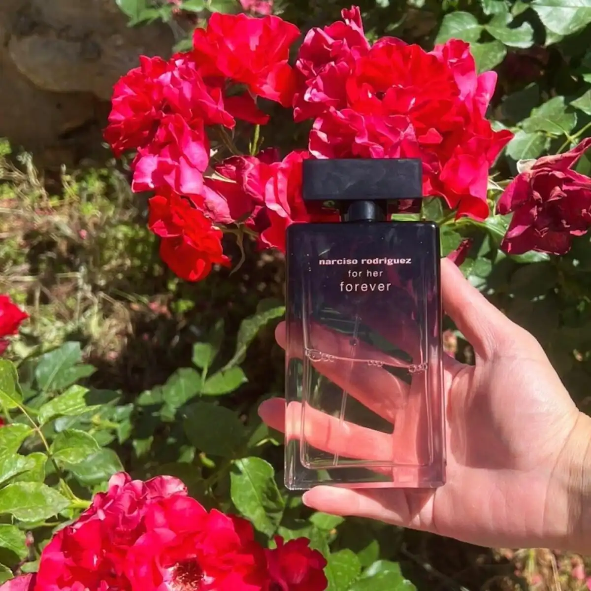 Độ lưu hương nước hoa Narciso Rodriguez For Her Narciso Forever