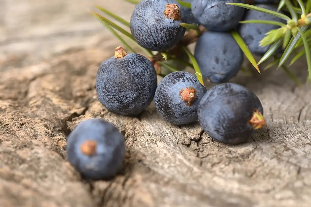 Juniper (Cây Bách Xù) Trong Nước Hoa Có Mùi Gì?