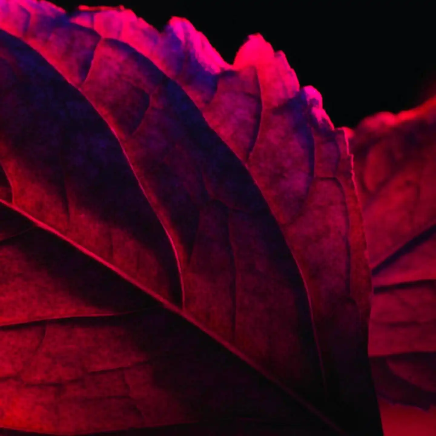 Hình 6 - Lancôme La Nuit Trésor Rouge Drama (2026) EDP Intense 100ml