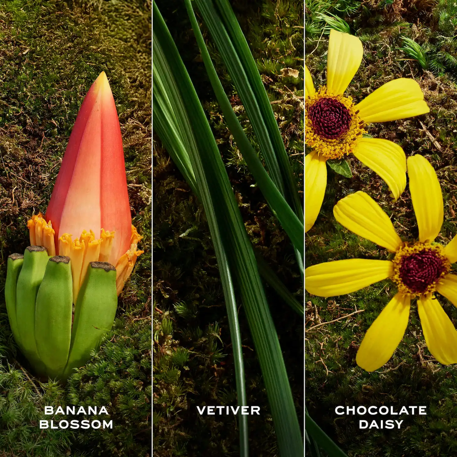 Hình 6 - Marc Jacobs Daisy Wild Eau So Extra (2026) EDP 100ml