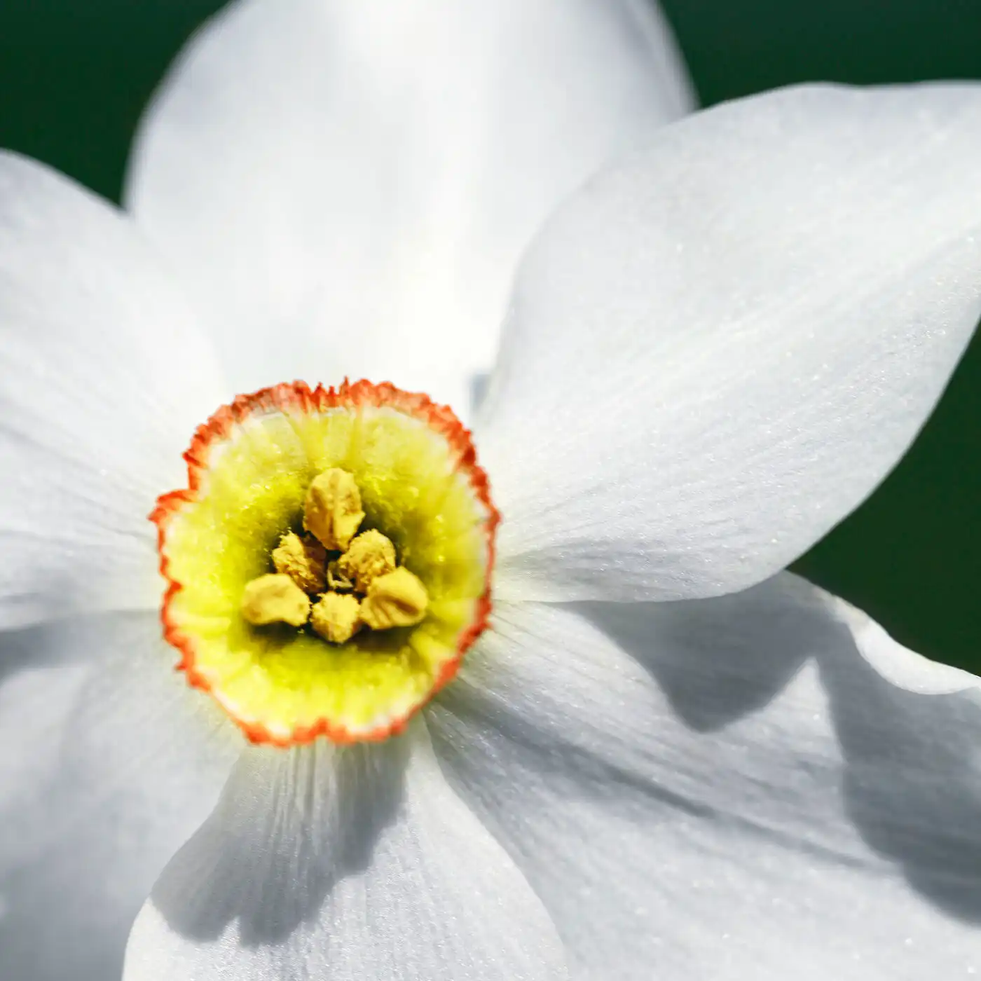 Hình 2 - Givenchy L’Interdit Narcisse Blanc (2026) EDP 50ml