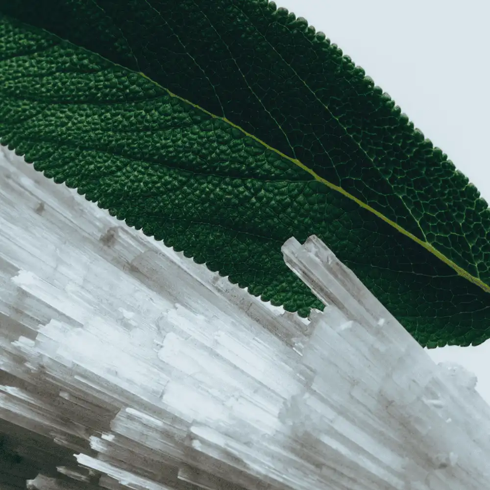 Hình 3 - Jo Malone London Wood Sage & Sea Salt EDC 100ml Special-Edition