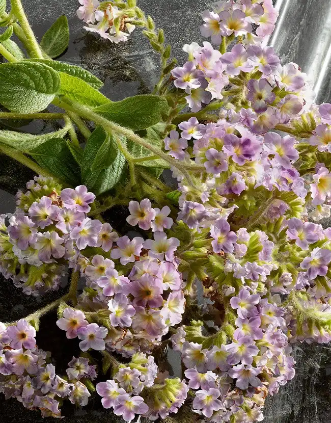 Hình 3 - Dolce & Gabbana Q (2024) EDP Intense 100ml