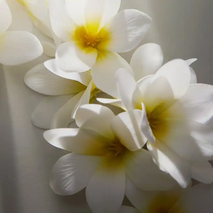 Hình 5 - Dolce & Gabbana Dolce Shine EDP 75ml