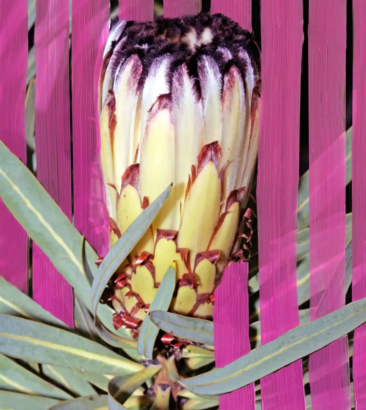 Hình 2 - Byredo Inflorescence EDP 100ml