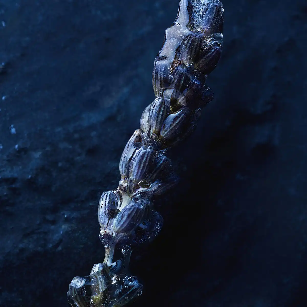 Dior Sauvage Eau Forte (2024) Parfum MC Perfume Diamond: Công