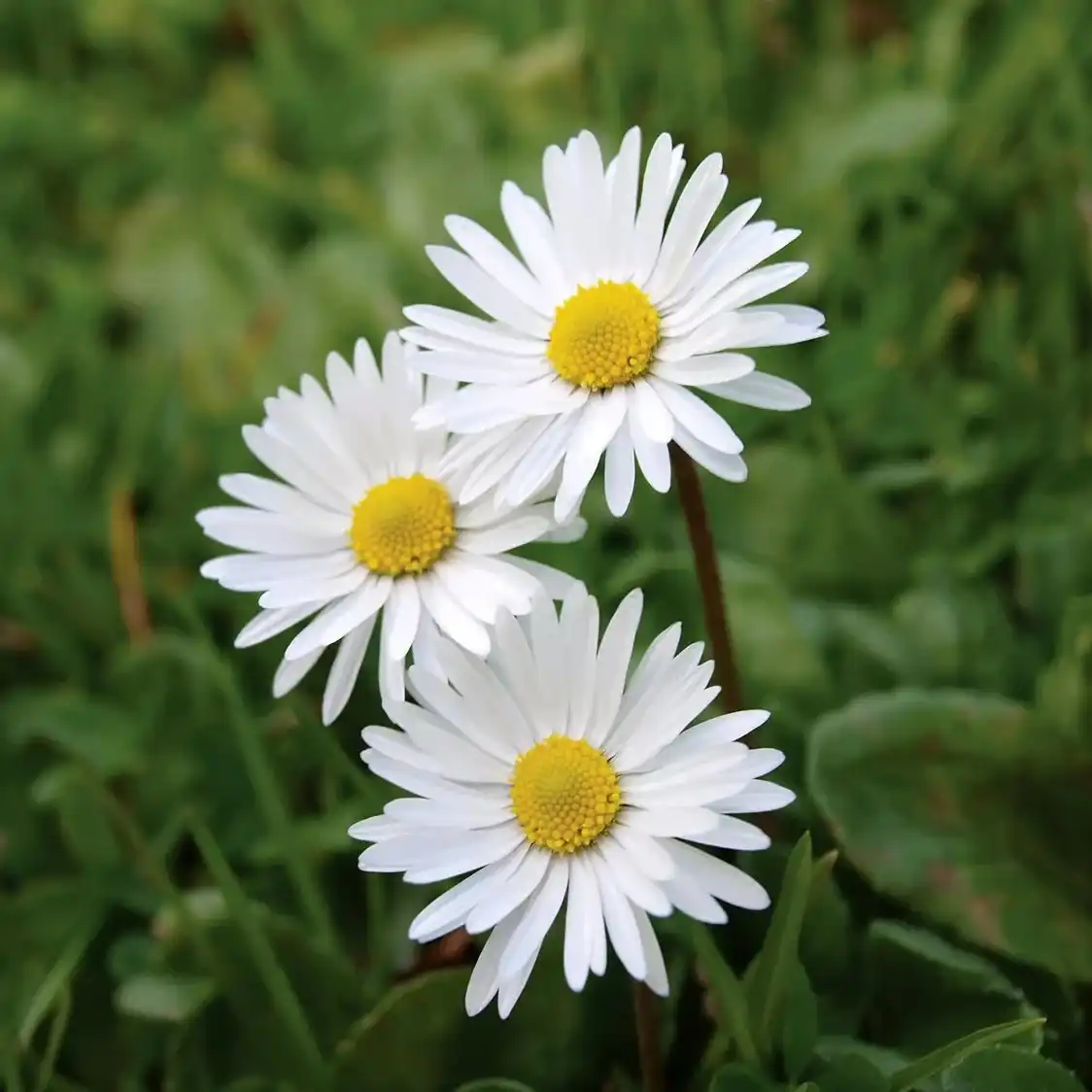 Hình 6 - Marc Jacobs Daisy Love EDT 100ml