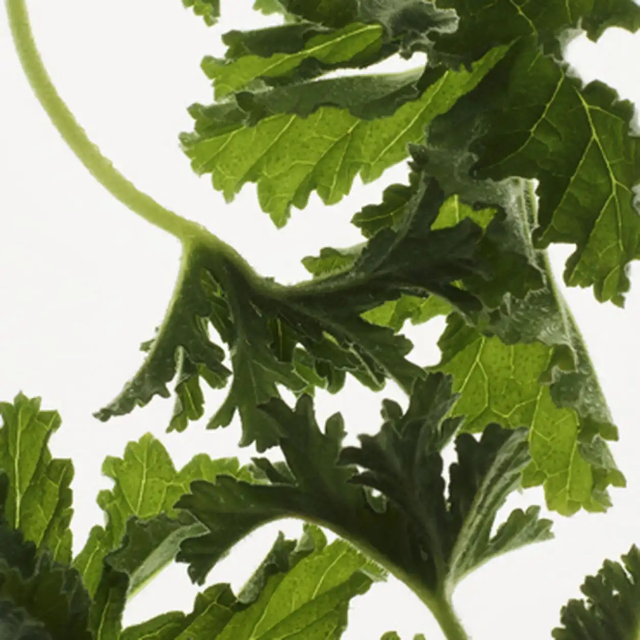 Hình 3 - Prada Milano L’Homme EDT 100ml