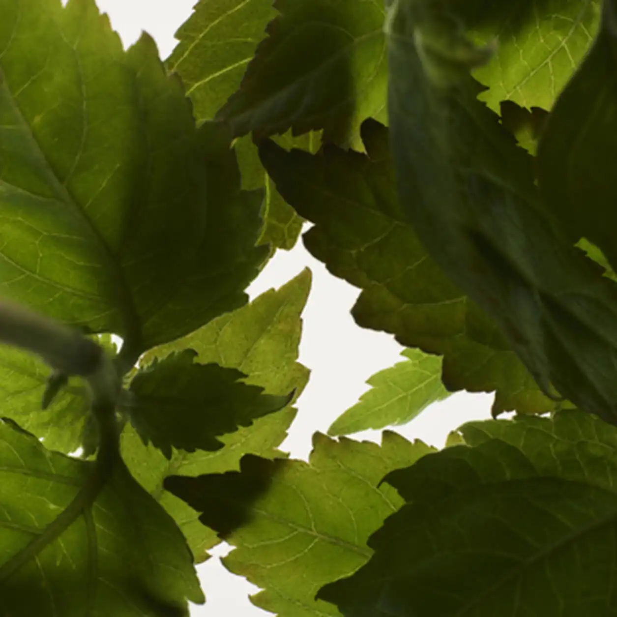 Hình 4 - Prada Milano L’Homme EDT 100ml