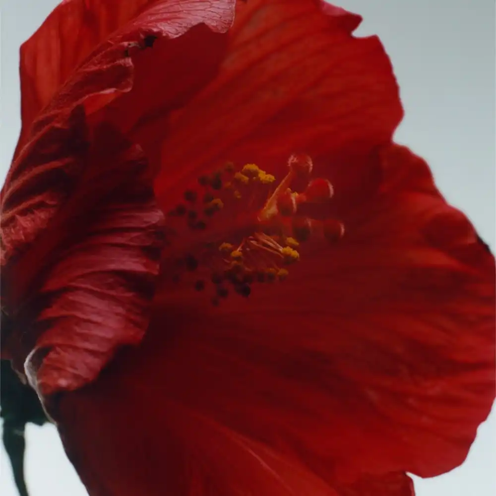 Hình 5 - Jo Malone London Red Hibiscus (2024) Intense EDC 100ml