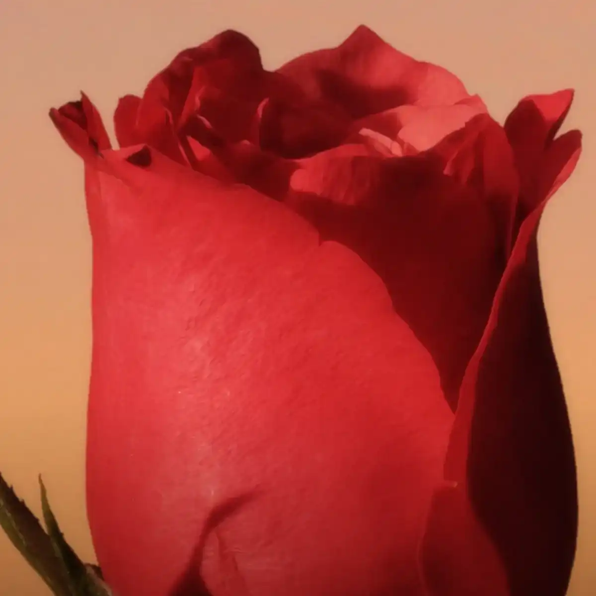 Hình 3 - Calvin Klein Eternity For Women (2022) EDP Intense 100ml