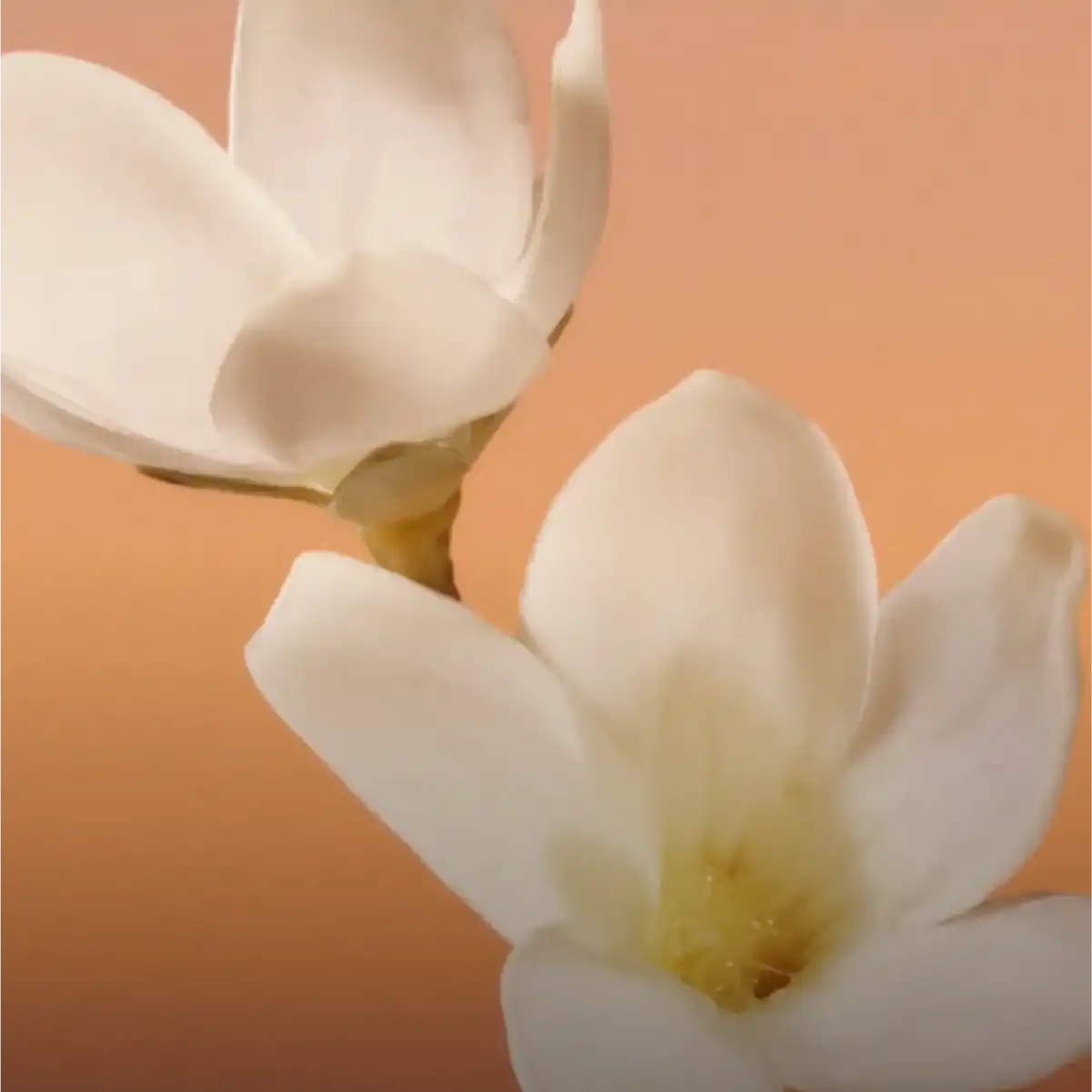 Hình 5 - Calvin Klein Eternity For Women (2022) EDP Intense 100ml