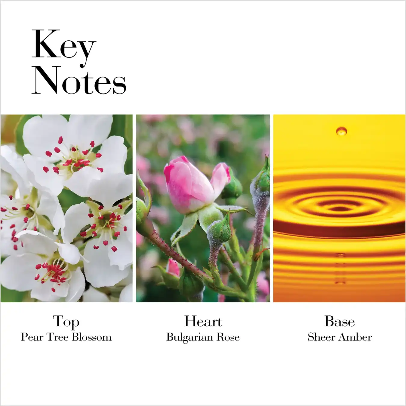 Hình 5 - Elizabeth Arden White Tea Wild Rose EDT 100ml