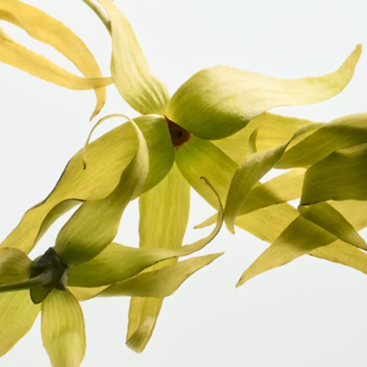 Hình 5 - Prada La Femme EDP 100ml