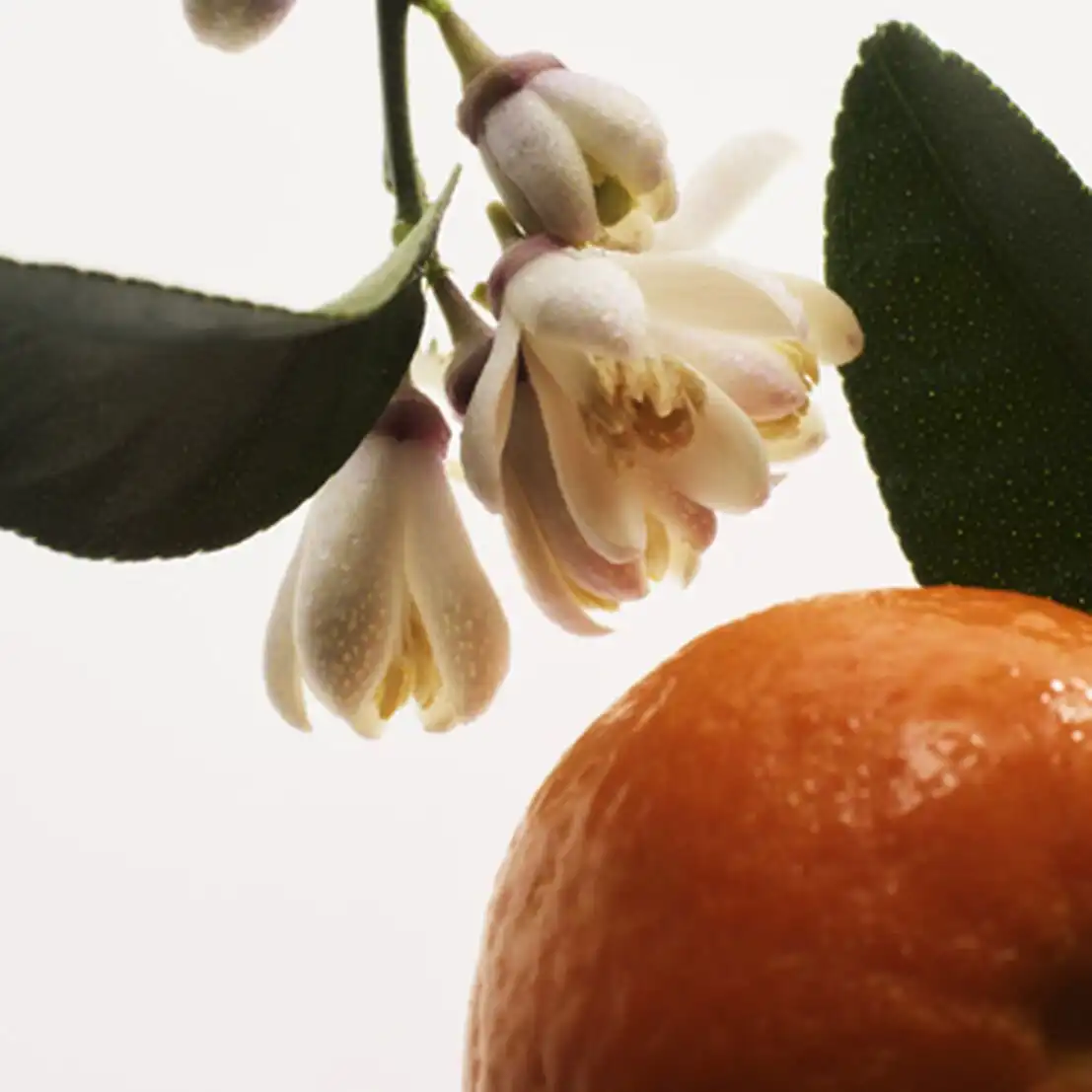 Hình 5 - Prada Candy Kiss EDP 80ml