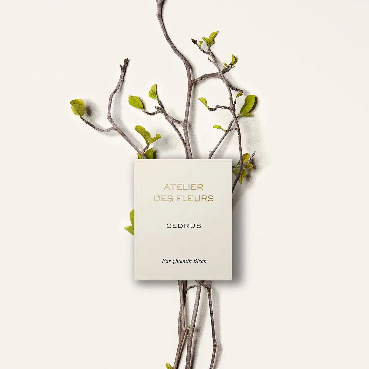 Hình 2 - Chloe Cedrus EDP 150ml