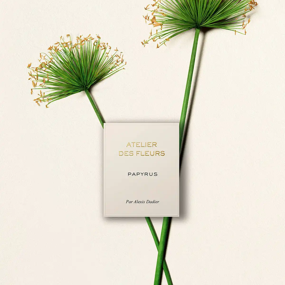 Hình 2 - Chloe Papyrus EDP 150ml