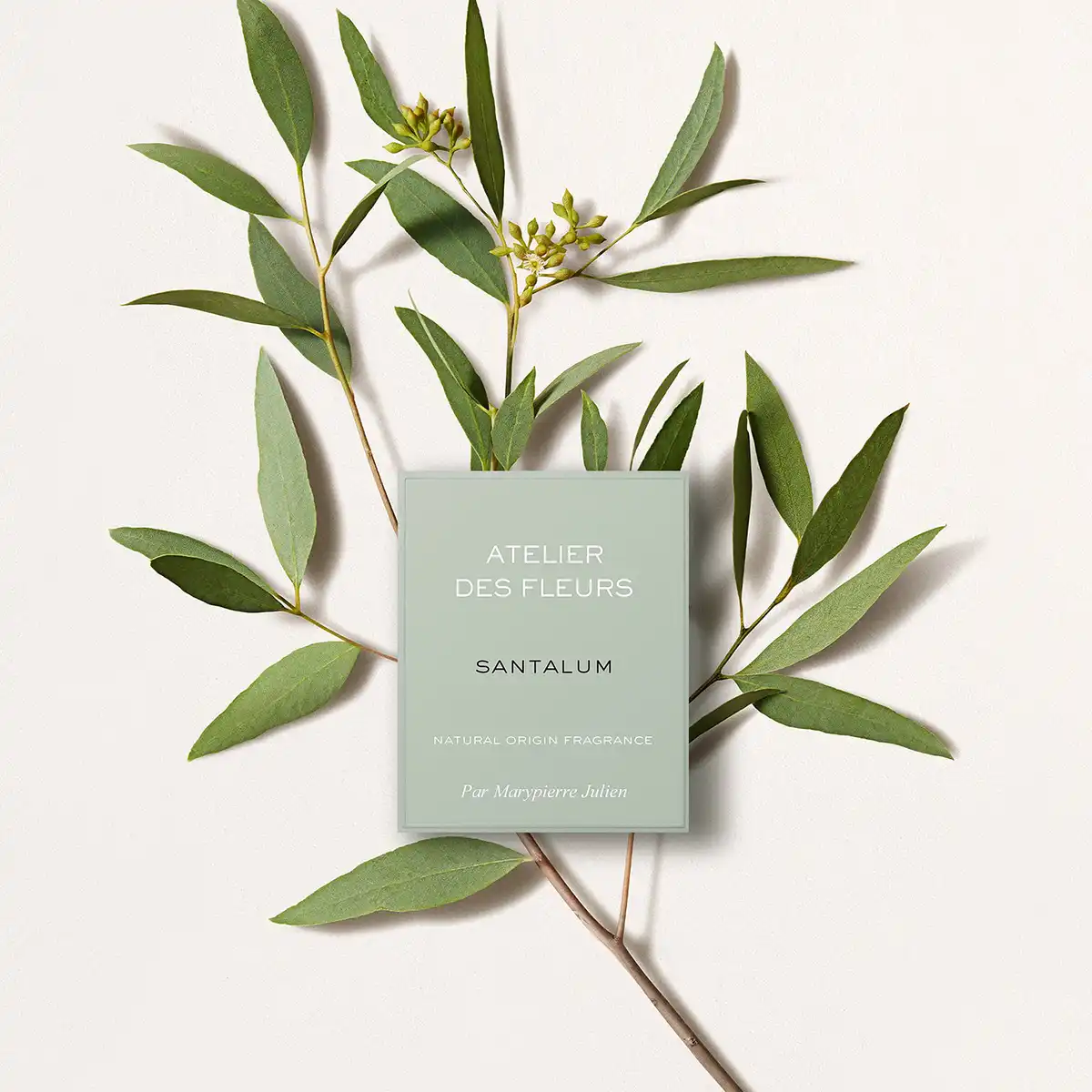 Hình 2 - Chloe Santalum (2022) EDP 150ml