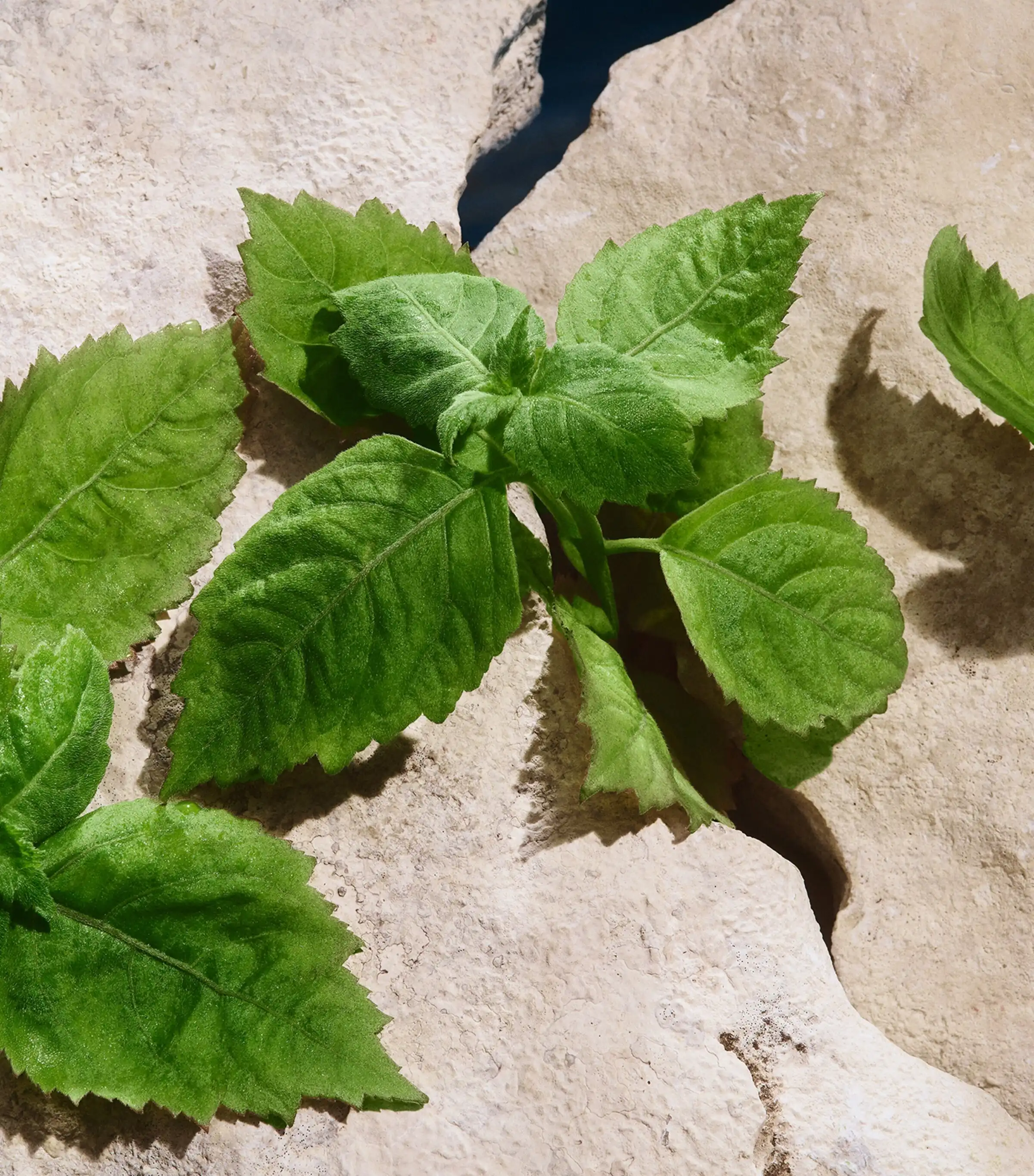 Hình 3 - Dolce & Gabbana Light Blue Pour Homme EDT 100ml