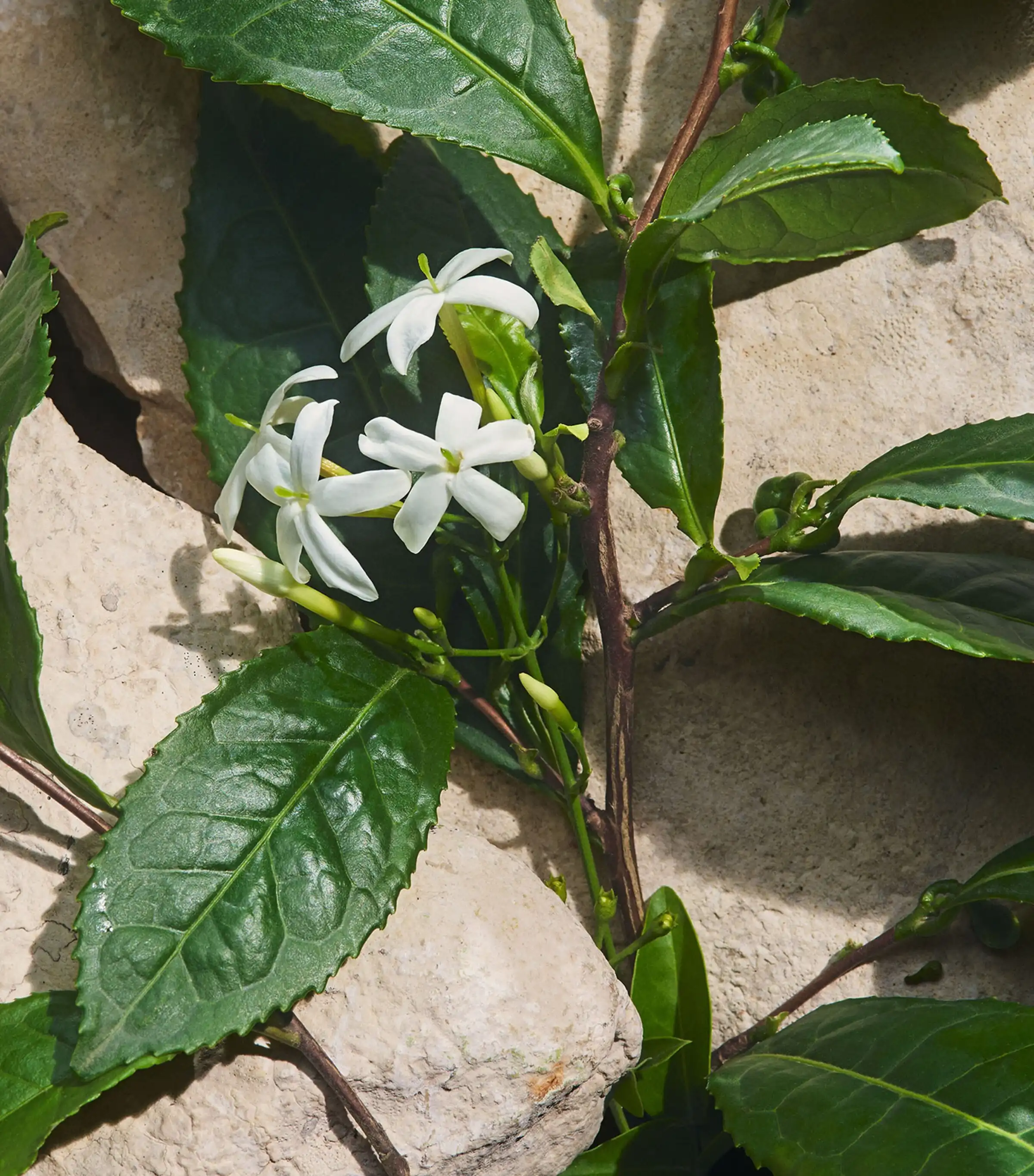 Hình 6 - Dolce & Gabbana Light Blue Capri In Love (2025) EDP 100ml