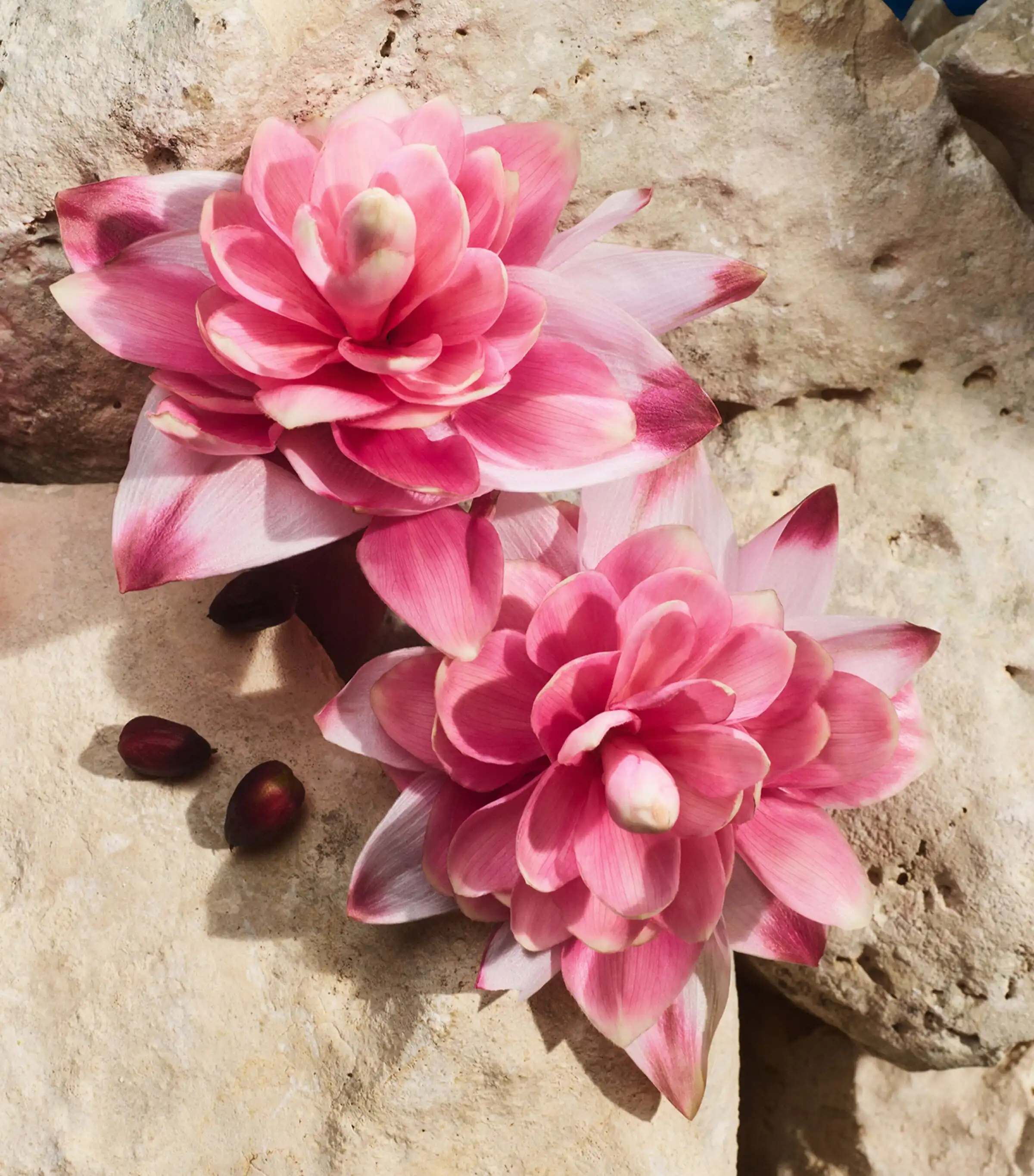 Hình 7 - Dolce & Gabbana Light Blue Capri In Love (2025) EDP 100ml