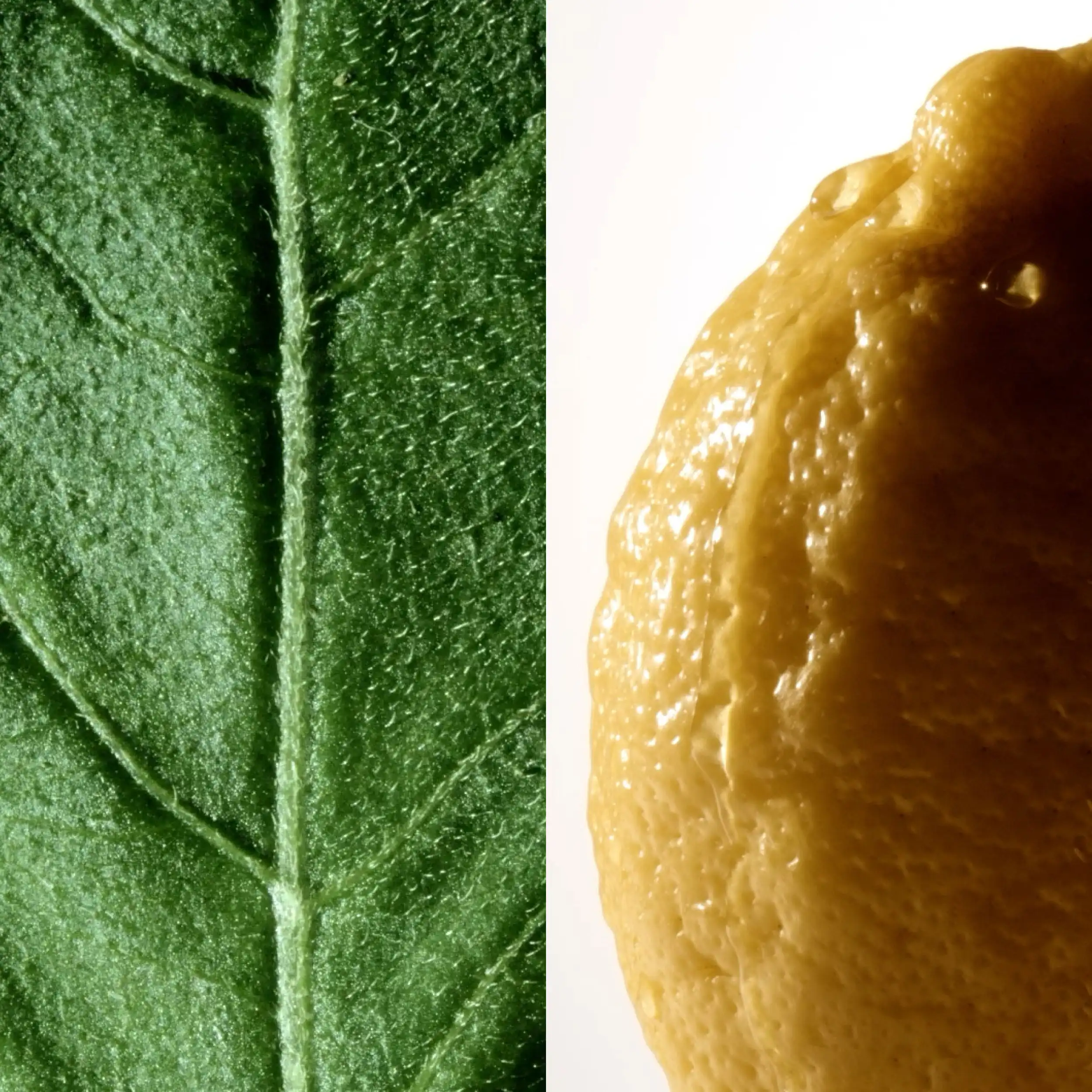 Hình 3 - Montblanc Collection Patchouli Ink EDP 125ml