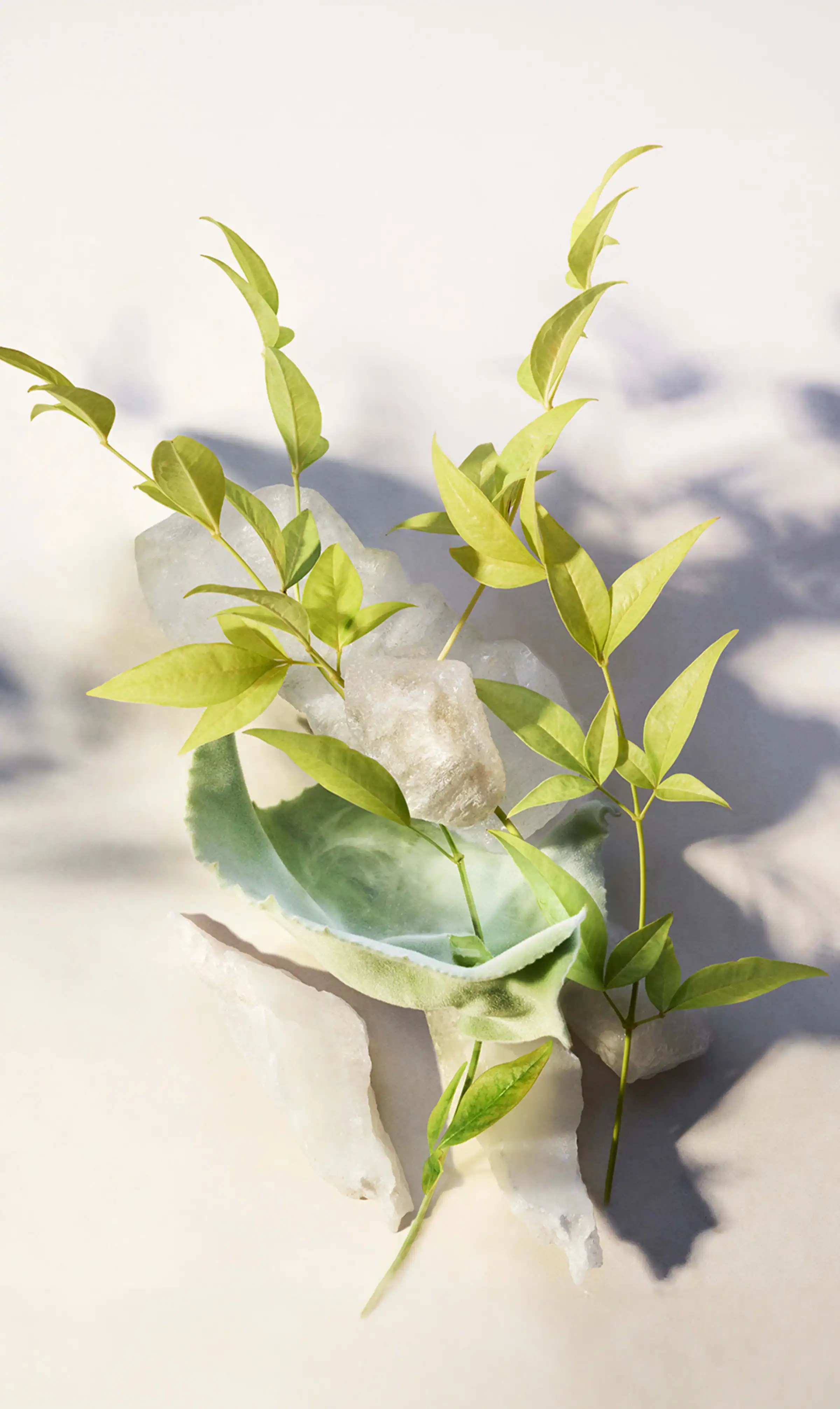 Hình 3 - Bvlgari Eau Parfumée Thé Blanc EDT 150ml