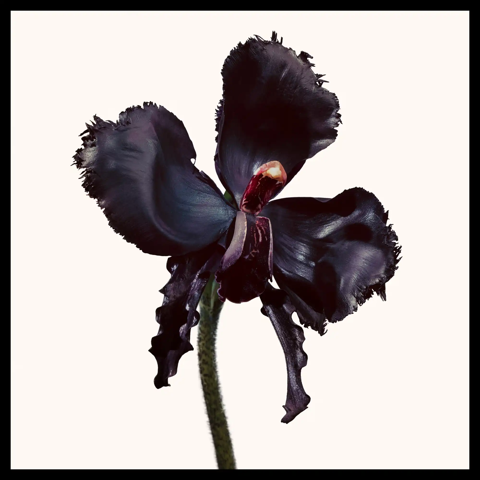 Hình 3 - Tom Ford Black Orchid Reserve (2025) EDP 100ml