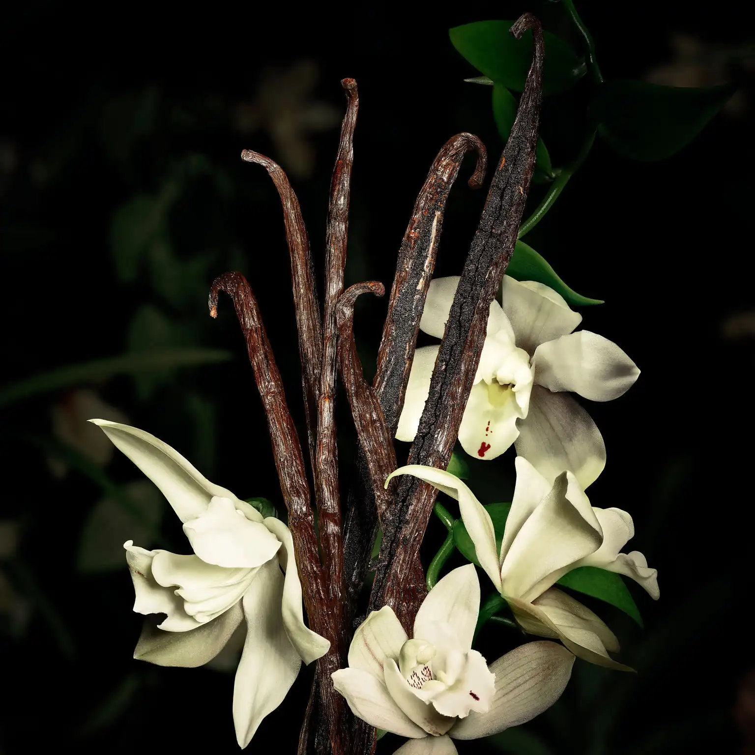 Hình 3 - Yves Saint Laurent Babycat Raw Bourbon (2025) EDP 125ml