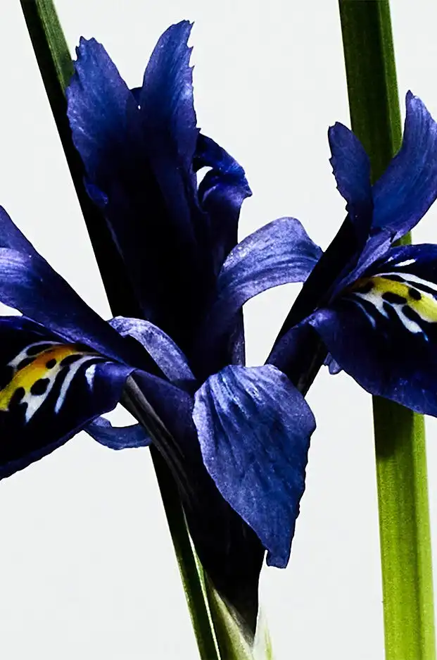 Hình 2 - Loewe Solo Elixir (2025) EDP 100ml