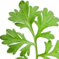 Cây Ngải Cứu (Artemisia)