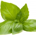 Húng Quế (Basil)