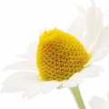 Hoa Cúc La Mã (Chamomile)