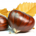 Hạt Dẻ & Hạt Dẻ Cười (Chestnut & Pistachio)