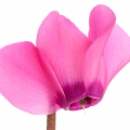 Hoa Anh Thảo (Cyclamen)