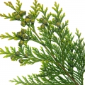 Cây Bách (Cypress)