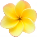 Hoa Đại / Hoa Sứ (Frangipani)