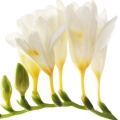 Hoa Lan Tiên (Freesia)