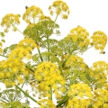 Nhựa Cần Tây (Galbanum)