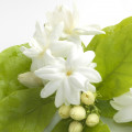 Hoa Nhài (Jasmine)
