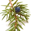 Quả Bách Xù (Juniper)